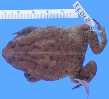 Media type: image; Herpetology A-27033
